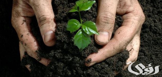 اذاعة مدرسية عن اهمية الزراعة