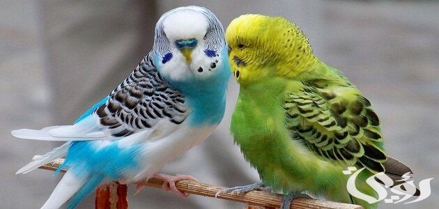 أسماء عصافير الزينة