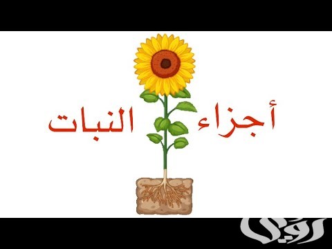 اذاعة مدرسية عن أجزاء النبات
