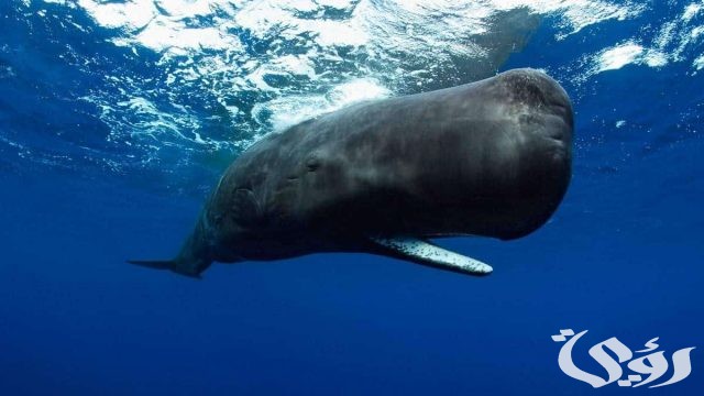 دعاء سيدنا أيوب علية السلام المستجاب مكتوب