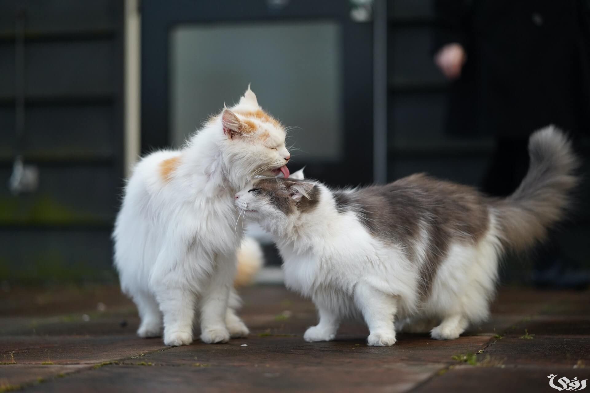 تفسير رؤية سماع صوت القطط