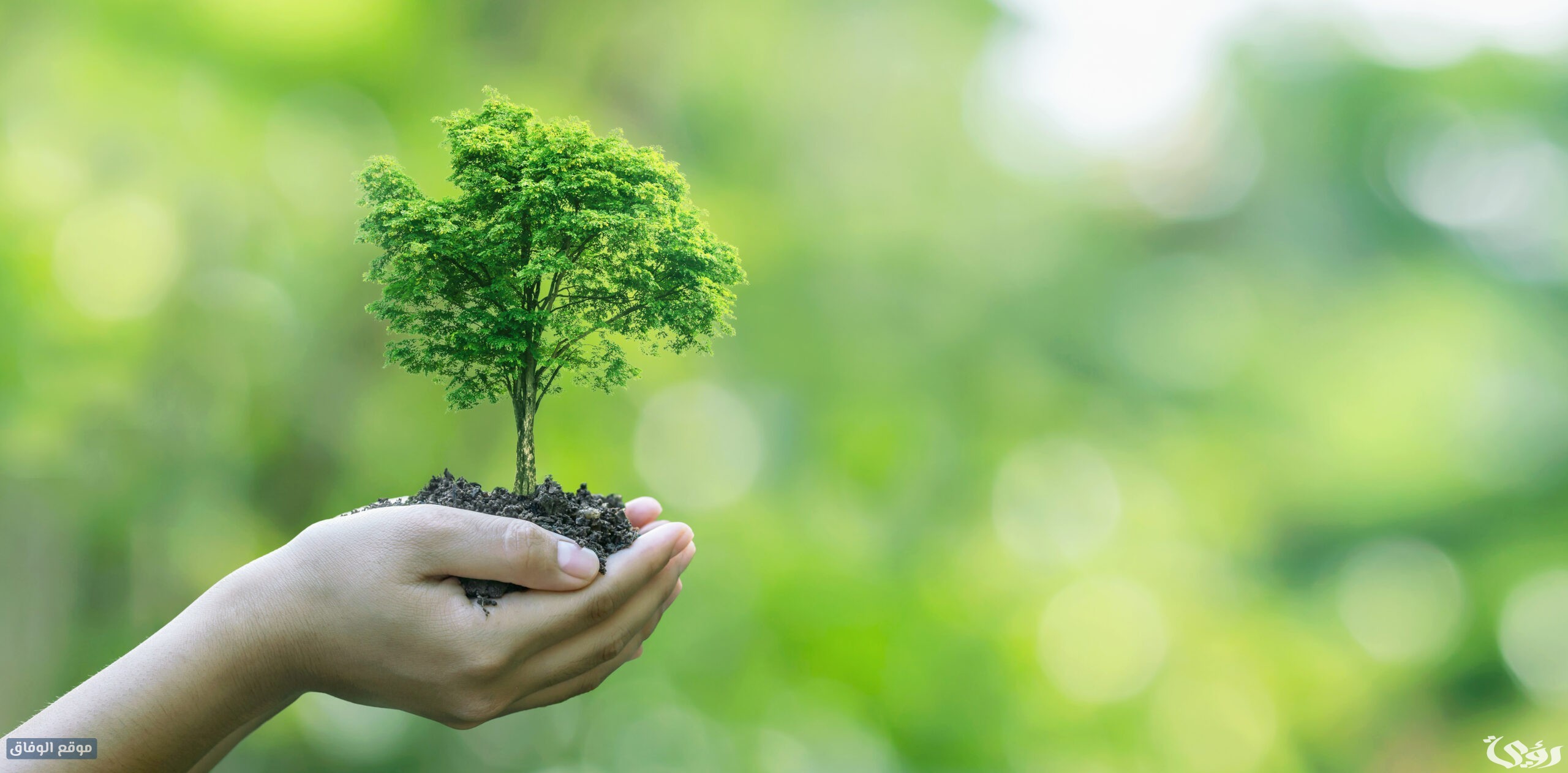 طرق حماية بيئة النباتات والحيوانات في الكويت