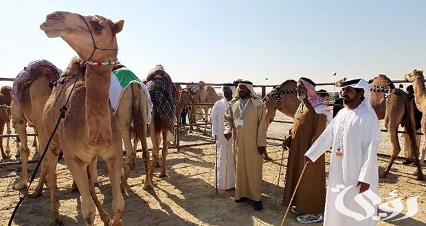 أفخاذ قبيلة حرب بالكامل؛ نسب قبيلة حرب وفروعها 5 أفخاذ قبيلة حرب بالكامل وأشهر فروع حرب