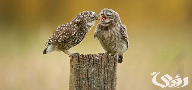 حدوتة قبل النوم للبنات الكبار رومانسية Pdf