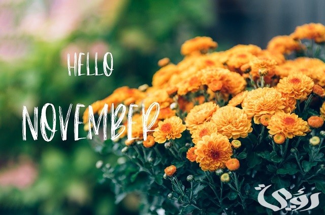 شهر نوفمبر November كم ترتيبه بالميلادي والهجري 2 شهر نوفمبر كم بالميلادي والهجري