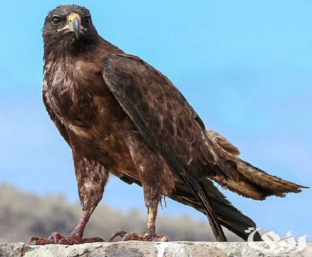 وش معنى كلمة طير شلوى ؟