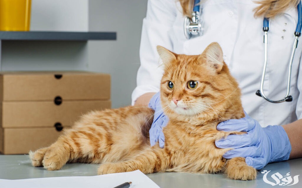 عنوان أقرب مستشفى بيطري من موقعي 4 أقرب مستشفى بيطري من موقعي