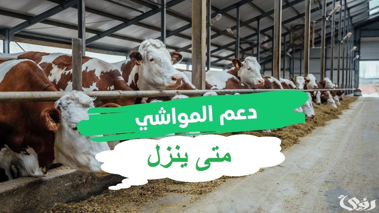 متى ينزل دعم المواشي هذا الشهر 5 متى ينزل دعم المواشي هذا الشهر؟