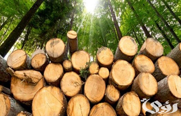اسعار الخشب الزان اليوم 2026 3 اسعار الخشب الزان اليوم 2024
