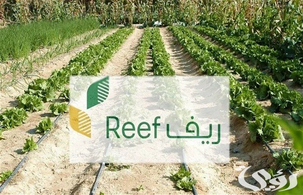شروط استحقاق دعم النحالين ريف 1447 وكم مبلغ دعم ريف للعسل 3 شروط دعم النحالين ريف