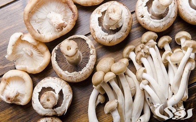 زراعة عيش الغراب في المنزل 4 طريقة زراعة عيش الغراب في المنزل