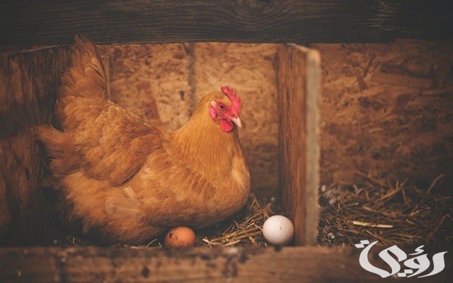هل مشروع الدجاج البياض مربح أم لا؟ وما هي شروط نجاحه؟