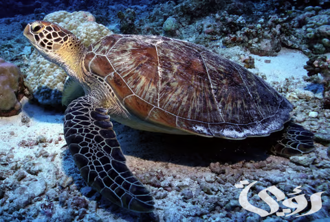 السعودية تبذل جهدًا كبيرًا لمواجهة خطر التلوث المهدد للسلاحف البحرية 2 السعودية تواصل جهودها الحثيثة لمواجهة خطر التلوث المهدد للسلاحف البحرية