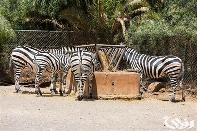 أسعار تذاكر حديقة الحيوانات بالرياض للعوائل ومواعيد العمل 3 مواعيد حديقة الحيوانات بالرياض للعوائل وأسعار التذاكر