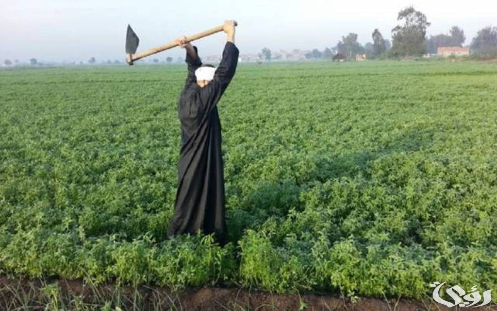 الاستعلام عن كارت الفلاح بالرقم القومي 4 الاستعلام عن كارت الفلاح بالرقم القومي