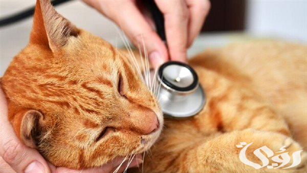 القطط بوابة لانتقال أنفلونزا الطيور إلى البشر