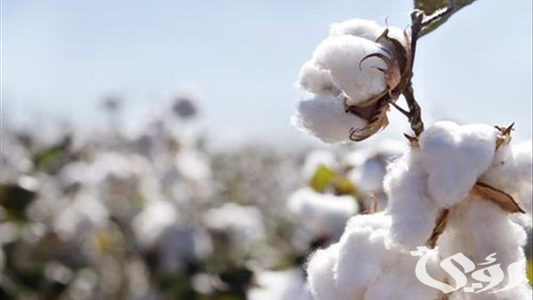 "النيل الحديثة" تتربع علي عرش صادرات القطن القديم خلال الموسم الجارى 2 «النيل» تتربع علي عرش صادرات القطن القديم خلال الموسم الجارى