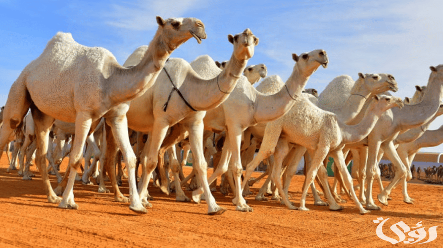 ضبط 109 من الإبل المجهولة ومصادرة كميات من الحليب في الرياض