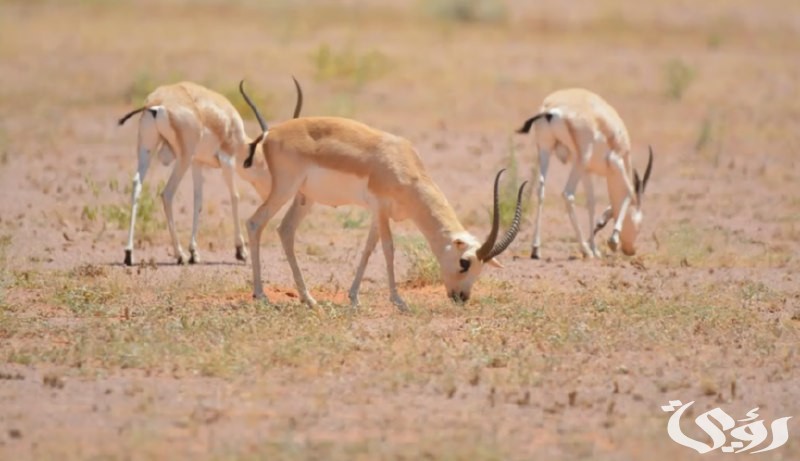 "محمية الإمام تركي" تعلن إعادة توطين الحيوانات والطيور 5 محمية الإمام تركي تعيد توطين الحيوانات والطيور