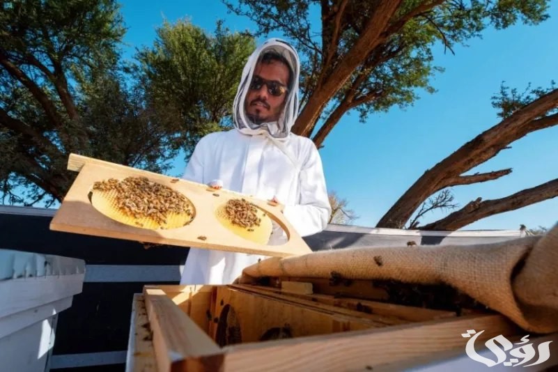 "الهيئة العامة" أكثر من 25 ألف خلية بموسم النحالين في "محمية الإمام تركي" 3 أكثر من (25) ألف خلية بموسم النحالين في "محمية الإمام تركي"