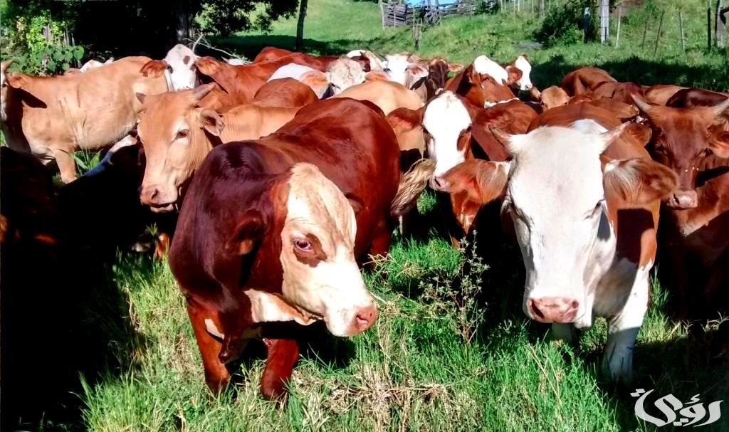 "منصة ريف" تحدد شروط التسجيل في دعم المواشي 2 شروط دعم المواشي وخطوات التسجيل بالسعودية 1446