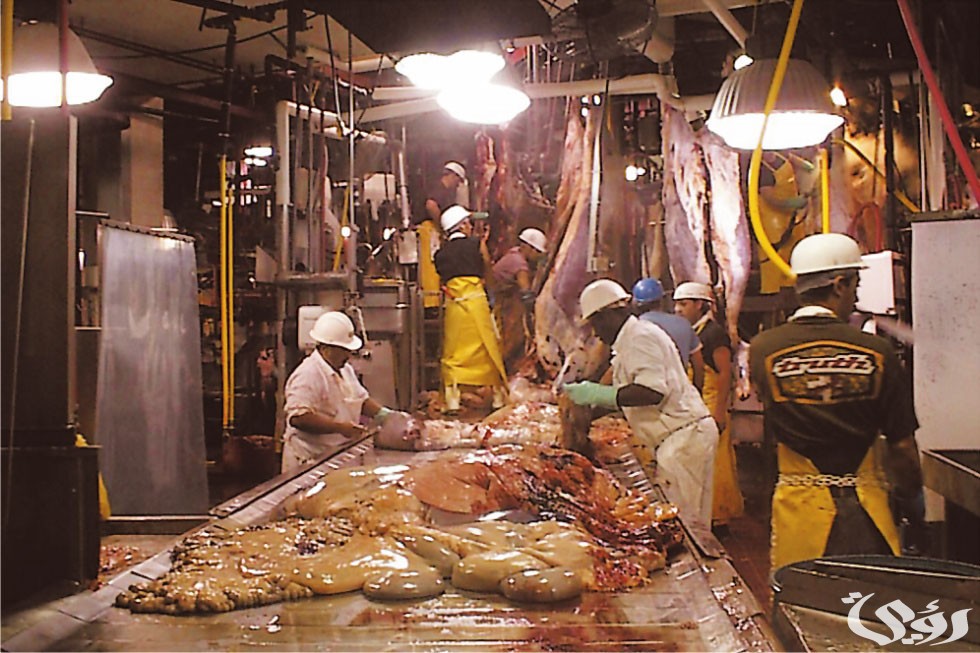 دراسة جدوى مشروع تصنيع اللحوم المعلبة وأرباح المشروع الشهرية 4 دراسة جدوى مشروع تصنيع اللحوم المعلبة