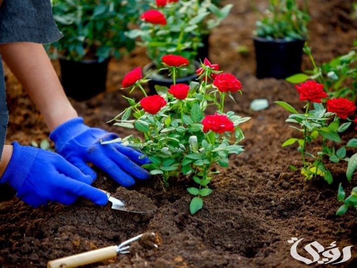 وزارة البيئة تُعلن إطلاق خطة توطين زراعة وإنتاج الورود في المملكة