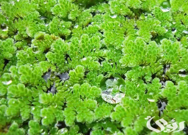 سعر و أماكن بيع بذور الأزولا في السعودية 2025
