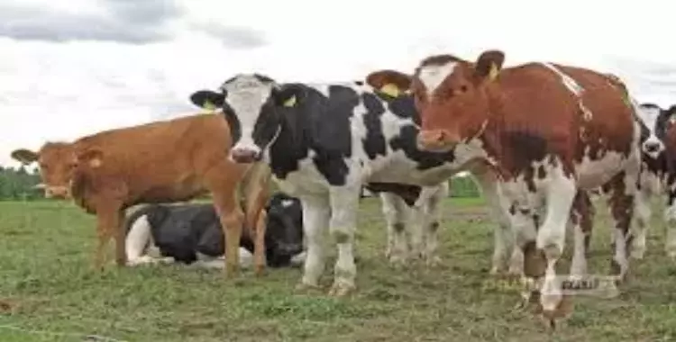 سعر كيلو العجول البقري قائم اليوم 2025