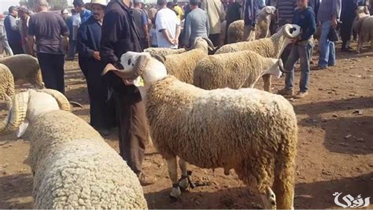 أسعار الخرفان الصغيرة في مصر اليوم 2025