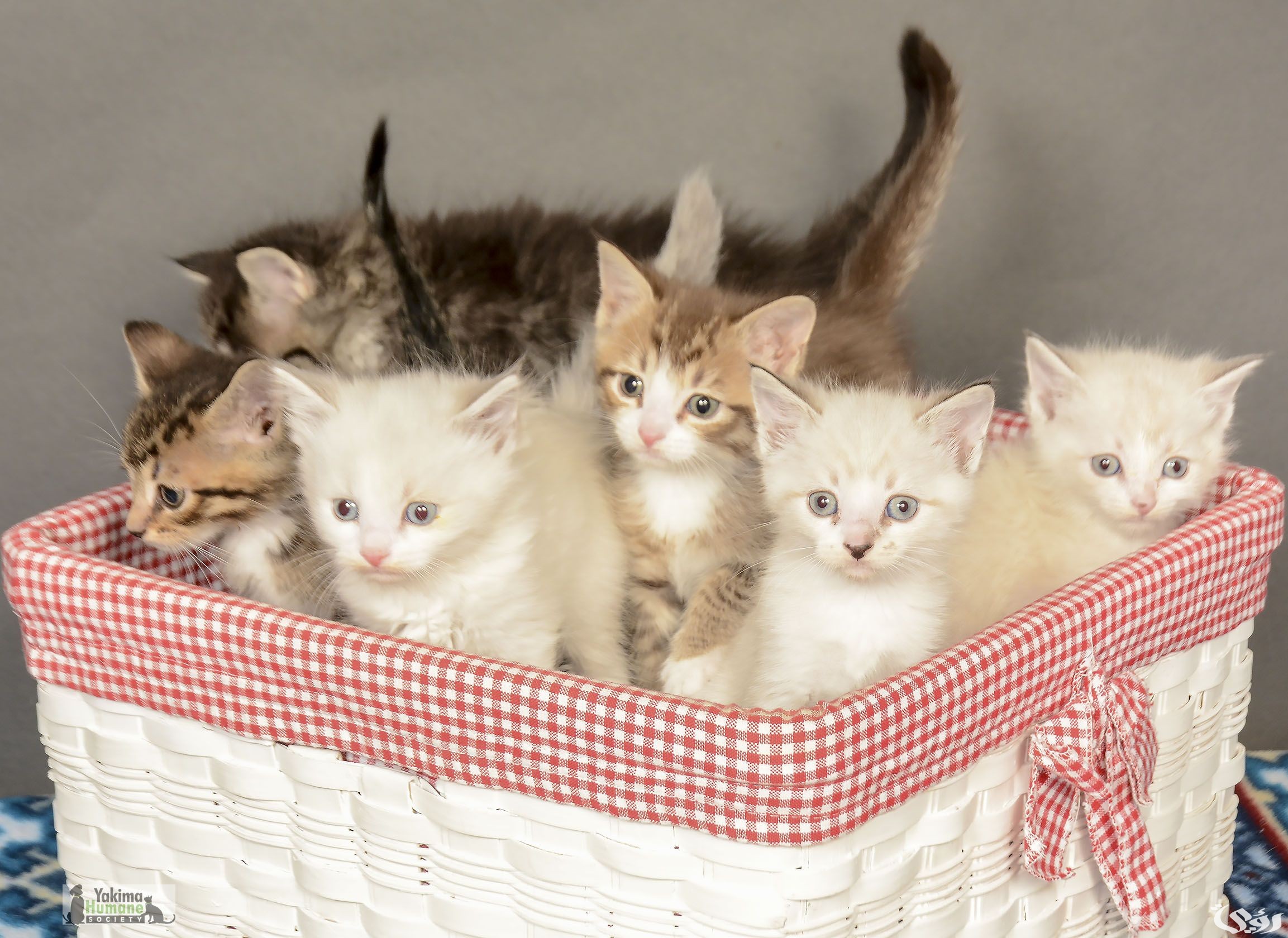 أسعار مستلزمات القطط في السعودية 2026 5 أسعار مستلزمات القطط في السعودية 2025