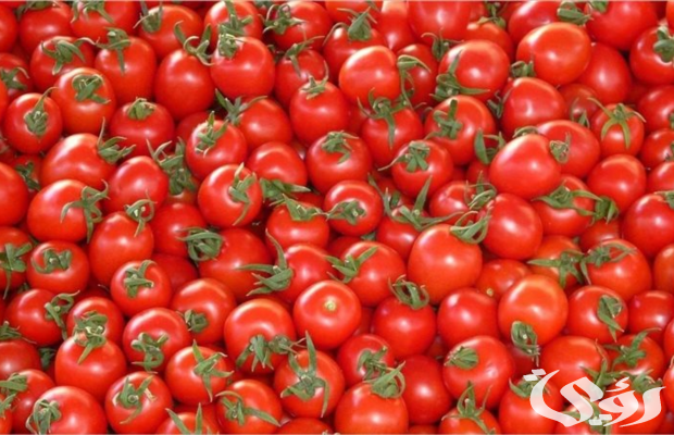 سعر الطماطم اليوم في مصر 2025