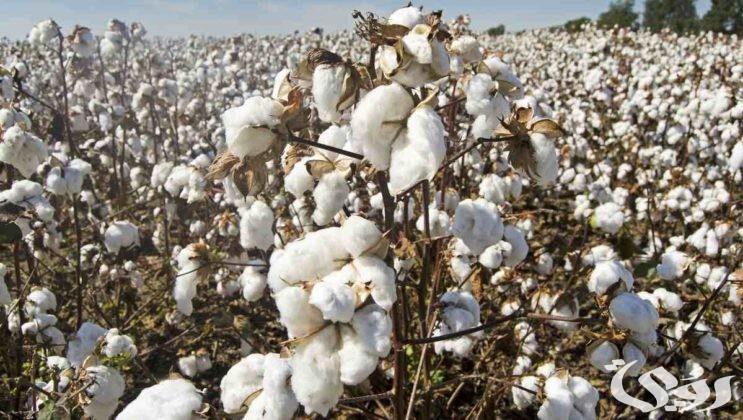 سعر قنطار القطن اليوم في مصر 2025