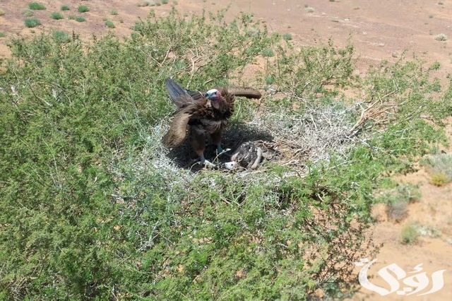 هيئة تطوير ‎محمية الملك سلمان تكشف عن 4 أنواع من النسور تعيش داخل نطاقها لحمايتها من الأنقراض