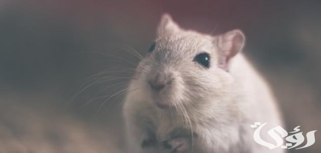 تفسير حلم رؤية سماع صوت الفأر ورؤيته فى المنام