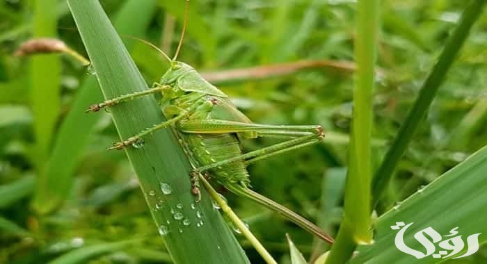 تفسير حلم الخوف من الجراد في المنام للعزباء 5 تفسير حلم الخوف من الجراد في المنام للعزباء