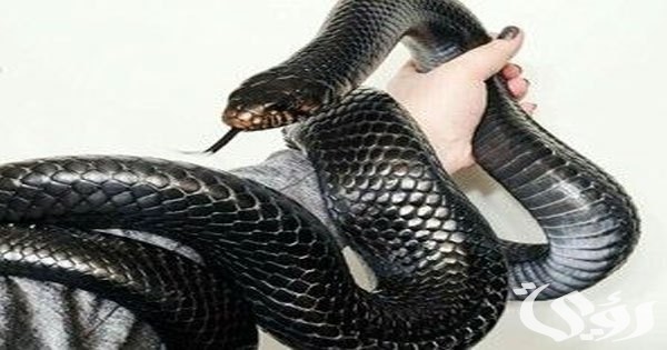 تفسير حلم رؤية حلم الأفاعي السوداء في المنام 5 تفسير رؤية حلم الأفاعي السوداء في المنام