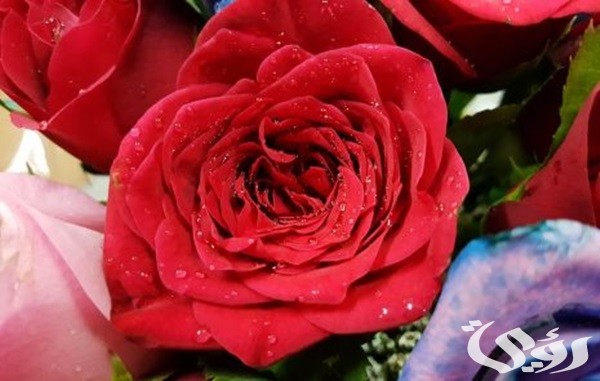 تفسير حلم رؤية الورود والزهور في المنام للعزباء