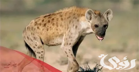 تفسير حلم رؤية الضبع فى المنام