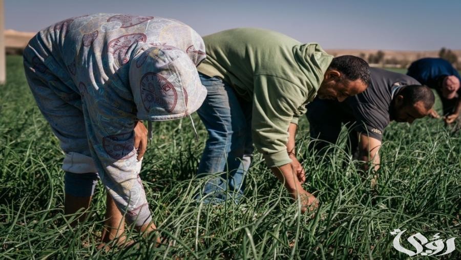 ما شروط وطريقة سداد الرسوم لتجديد إقامة عامل زراعي؟ وقيمتها بالريال