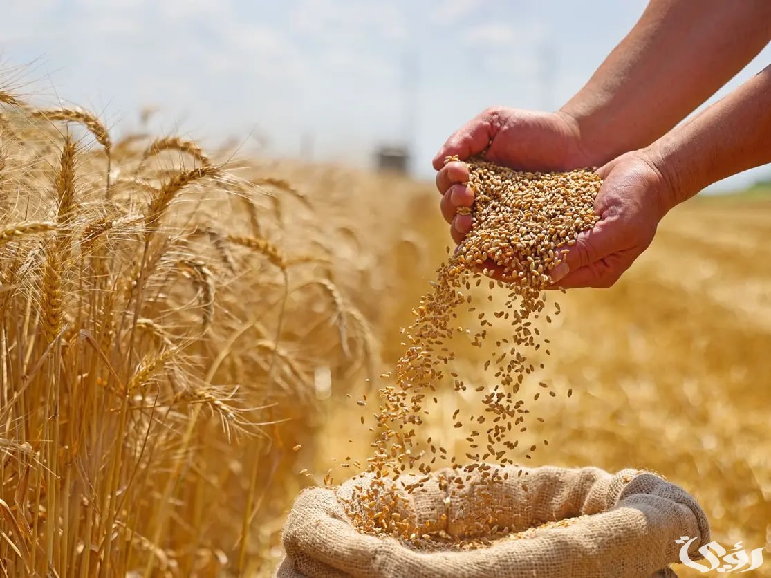 تحقق أعلى مستوى.. الصين تحصد 652.29 مليون طن من أنتاج الحبوب 5 مستوى حصاد قياسي | الصين تزيد في قوتها الاقتصادية بإنتاج الحبوب