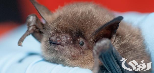 تفسير حلم رؤية خفاش يلاحقني في المنام 5 تفسير رؤية خفاش يلاحقني في المنام