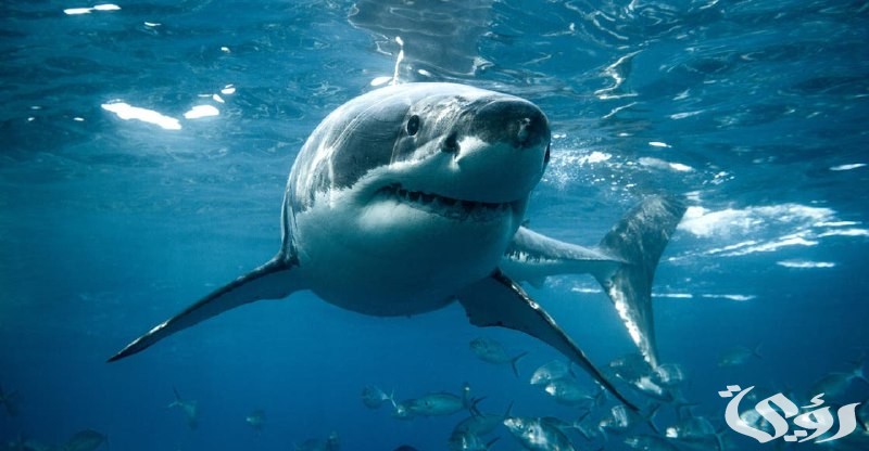 "سيدني أكواريوم" تعلن تلقيح الأسماك اصطناعيًا بعد التنويم المغناطيسي 2 تلقيح الأسماك اصطناعيًا بعد التنويم المغناطيسي وهذه التفاصيل كاملة